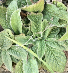 Pulicaria