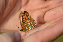 Boloria eunomia