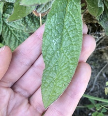 Pulicaria
