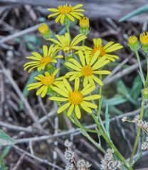 Senecio hieronymi