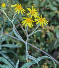 Senecio hieronymi