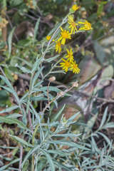 Senecio hieronymi