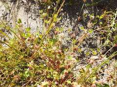 Trifolium cernuum