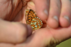Boloria eunomia