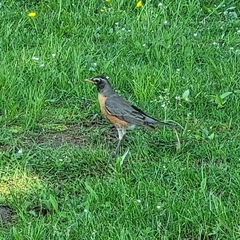 Turdus migratorius