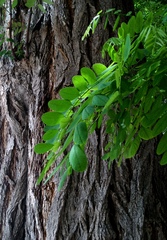 Robinia pseudoacacia