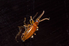Statira