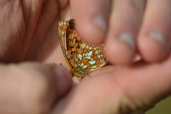 Boloria eunomia