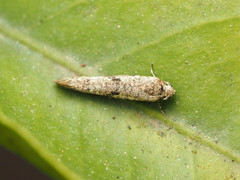 Praydidae