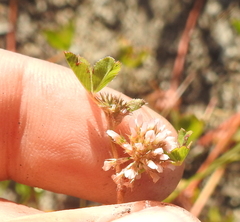 Trifolium cernuum