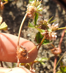 Trifolium cernuum