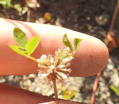 Trifolium cernuum