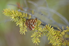 Boloria eunomia