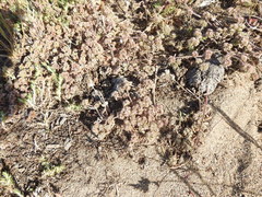 Chorizanthe cuspidata