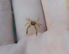 Pisidia