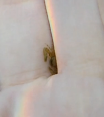 Pisidia