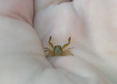 Pisidia