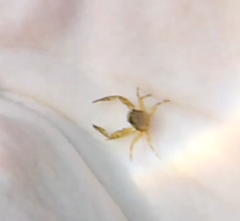 Pisidia