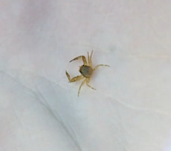 Pisidia