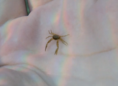 Pisidia