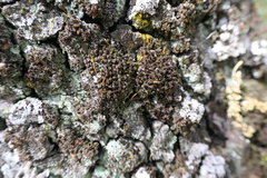 Syntrichia laevipila