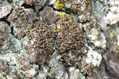 Syntrichia laevipila