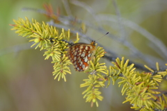 Boloria eunomia