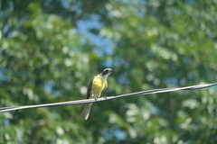 Myiozetetes similis