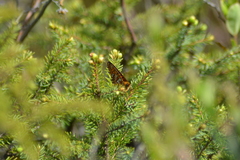 Boloria eunomia