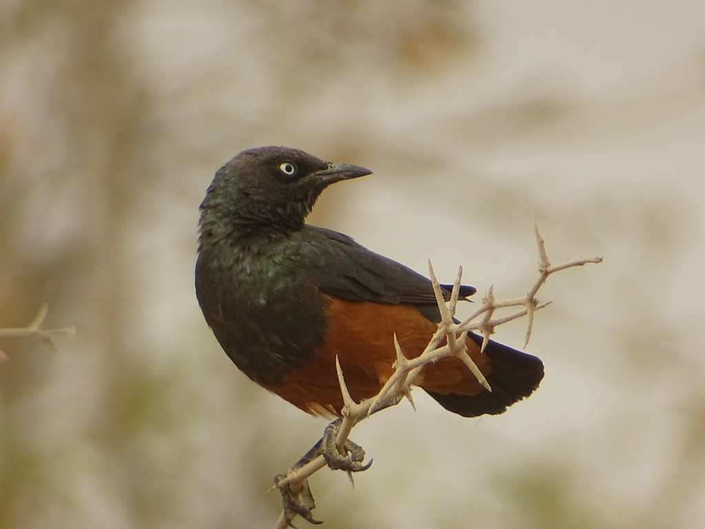 Chestnut-Bellied Starling