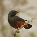Chestnut-bellied Starling - Photo (c) iles-ecologiques, some rights reserved (CC BY-NC), uploaded by iles-ecologiques