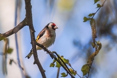 Carduelis carduelis
