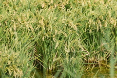 Oryza sativa