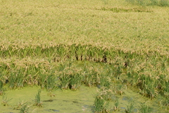 Oryza sativa