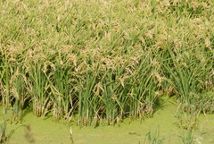 Oryza sativa