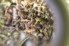 Syntrichia laevipila