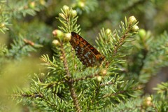 Boloria eunomia