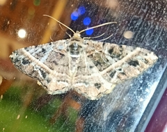 Harutalcis vialis