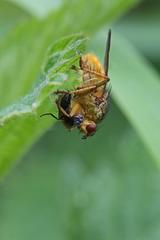 Scathophaga stercoraria