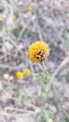 Anacyclus valentinus