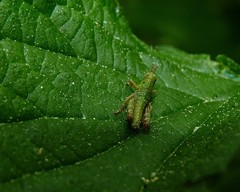 Odontopodisma schmidtii