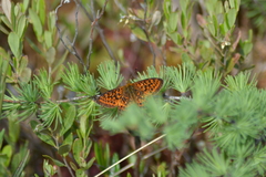 Boloria eunomia