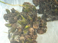 Syntrichia laevipila