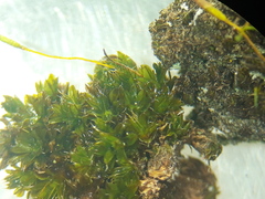 Syntrichia laevipila