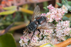 Tachinidae