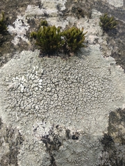 Pertusaria pertusa