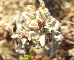 Hesperevax sparsiflora