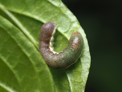 Erannis tiliaria