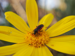 Dionconotus neglectus neglectus