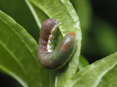 Erannis tiliaria